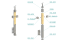 Dřevěný sloup, boční kotvení, výplň: sklo, průchozí, vrch nastavitelný (40x40mm), materiál: buk, broušený povrch s nátěrem BORI (bezbarvý)